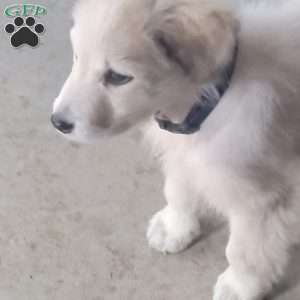 Jonah, Saint Bernard Mix Puppy